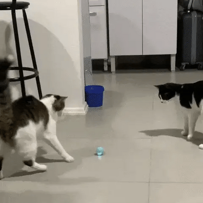 MIAUBALL: PELÓTA INTELIGENTE PARA GATOS🌟🐾💫