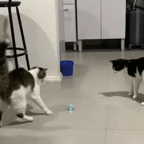 MIAUBALL: PELÓTA INTELIGENTE PARA GATOS🌟🐾💫