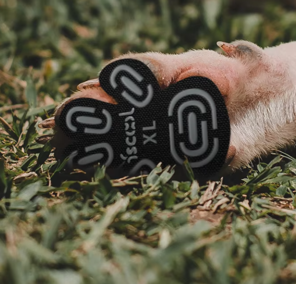 🐾 KIT X4 FUNDAS PARA PATITAS DE PERROS 🐶💖
